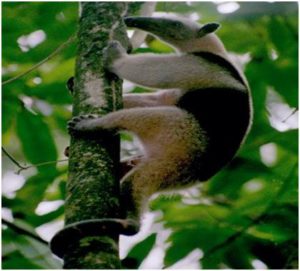 Manuel Antonio biological & national park tour see several exotic animals of Costa Rica