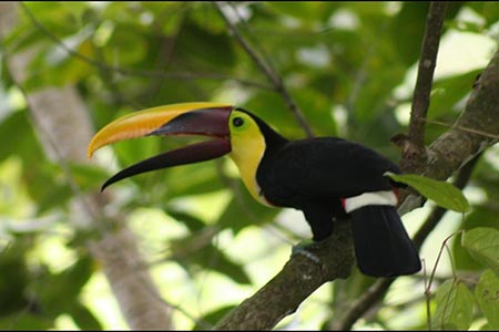 Toucan spotted on Manuel Antonio bird watching tour in Costa Rica