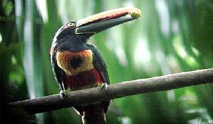 Several tropical toucans to spot during Manuel Antonio bird watching tour