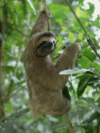 3 Toed Sloth found throughout Costa Rica and it's National Parks