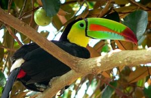 Toucan found throughout Manuel Antonio beach and National Park