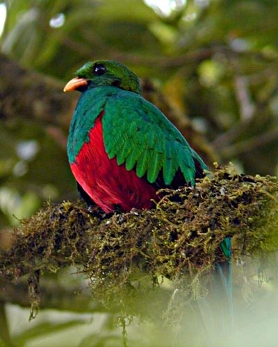 Wildlife bird watching tours offered in Manuel Antonio National Park
