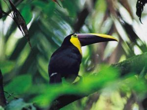 Monteverde cloud forest toucan