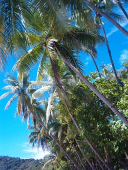 Palm trees grace the stunning beaches of Costa Rica