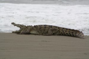 Manuel Antonio crocodiles along beach and river mouths