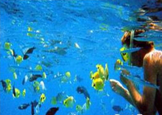 Plenty of wildlife fish to see in Tamarindo snorkeling tours