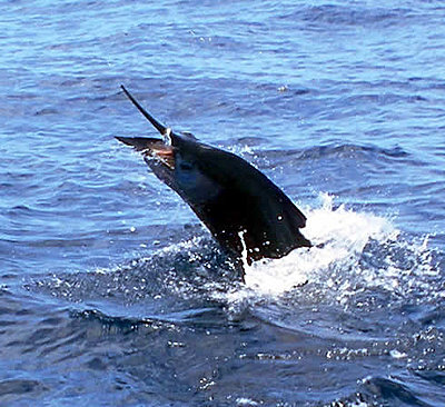 Sport Fishing Marlin in Tamarindo while on your Costa Rica vacation