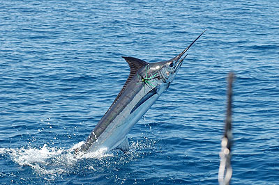 Sport Fishing in Tamarindo while on your Costa Rica Vacation