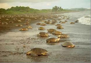 Tamarindo turtle nesting tours in Guanacaste Costa rica great for Family Eco Tour