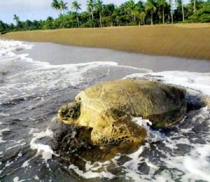 Famous leather back turtle in Tortuguero National Park