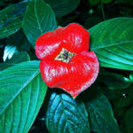Hot lips plant