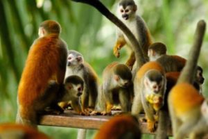 Titi monkey family