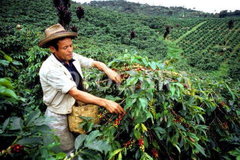 Coffee Picker in Costa Rica