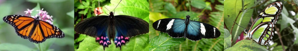 Butterflies of Costa Rica
