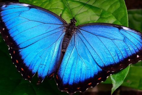 The Blue Morpho butterfly of Costa Rica