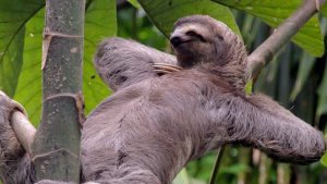 A sloth in Costa Rica.