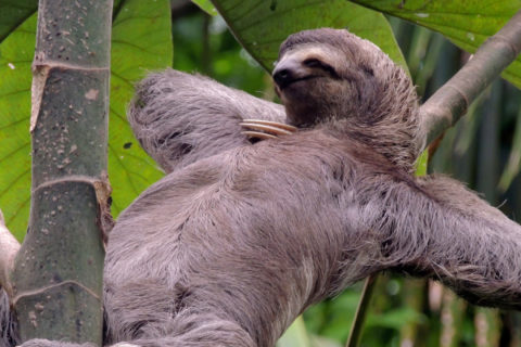A sloth in Costa Rica.