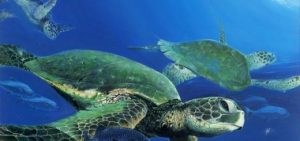 Olive Ridley Sea turtles