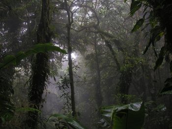 Monteverde cloud forest in Puntarenas Costa Rica